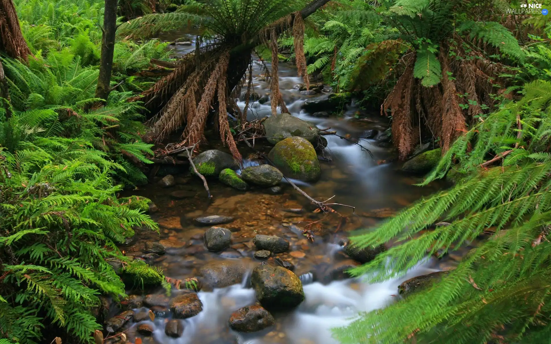 forest, Stones, fern, stream