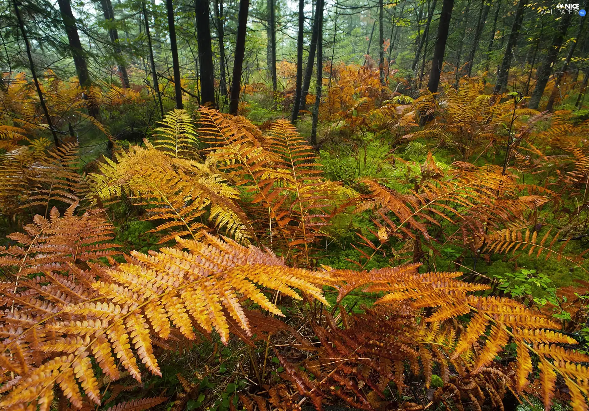 forest, fern