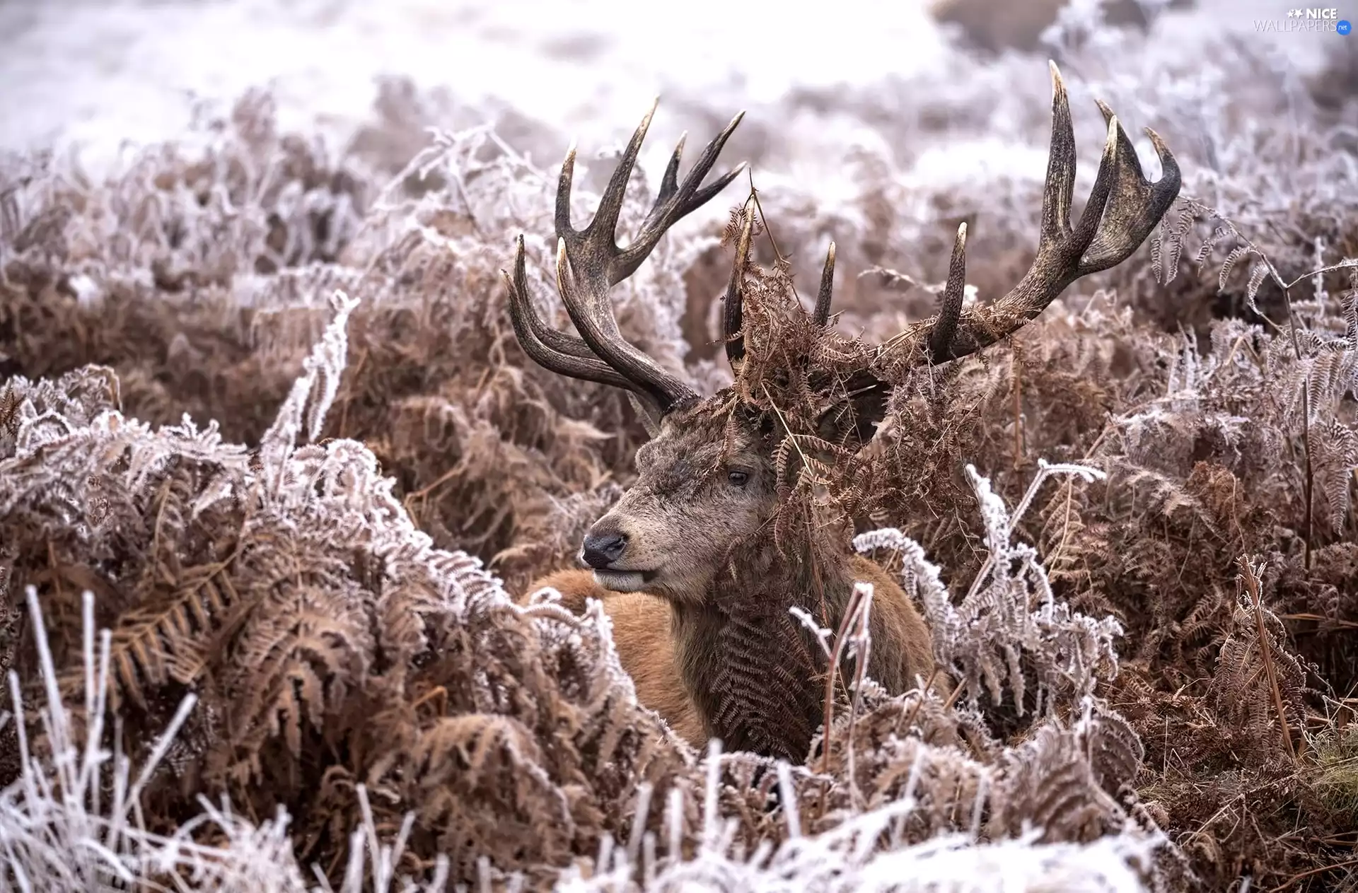 fern, deer, frosty