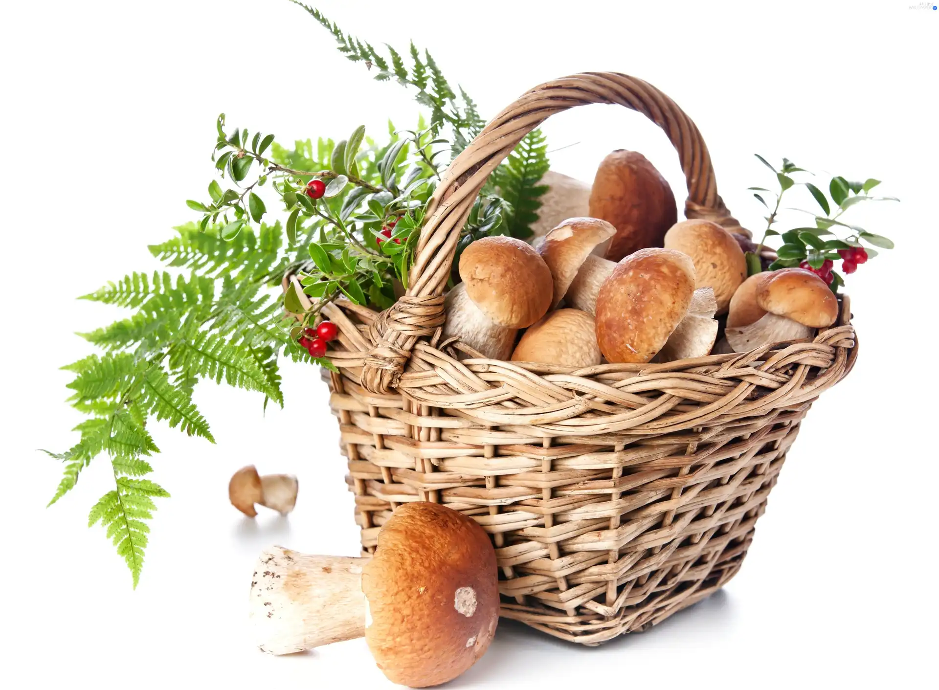 Fern, basket, mushroom