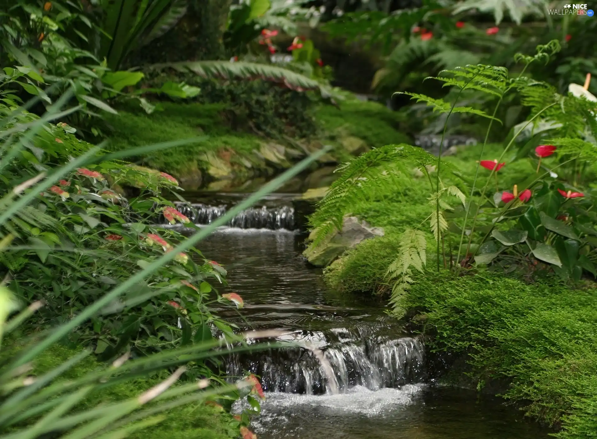 Park, Flowers, fern, cascade