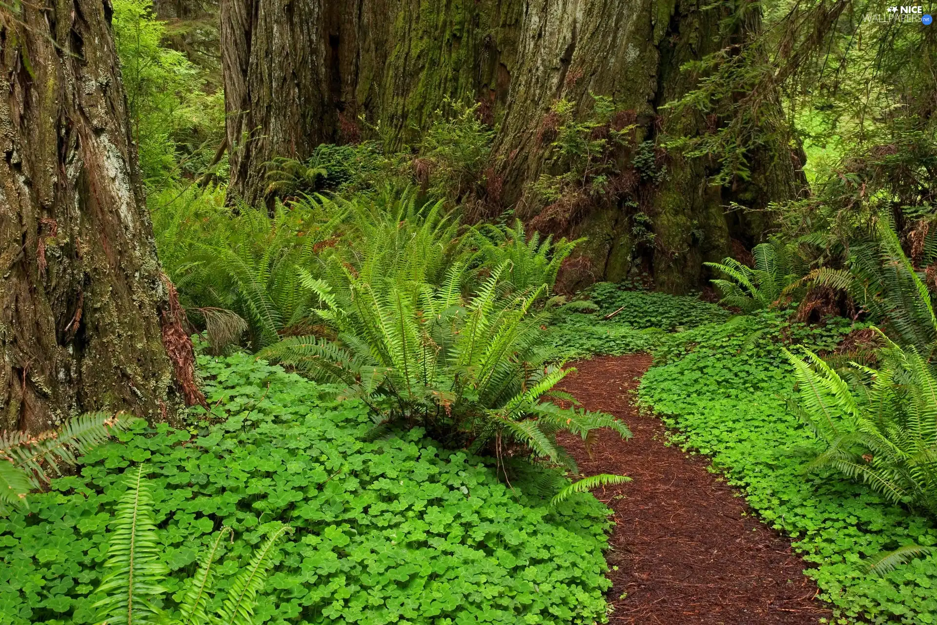 fern, forest, Path