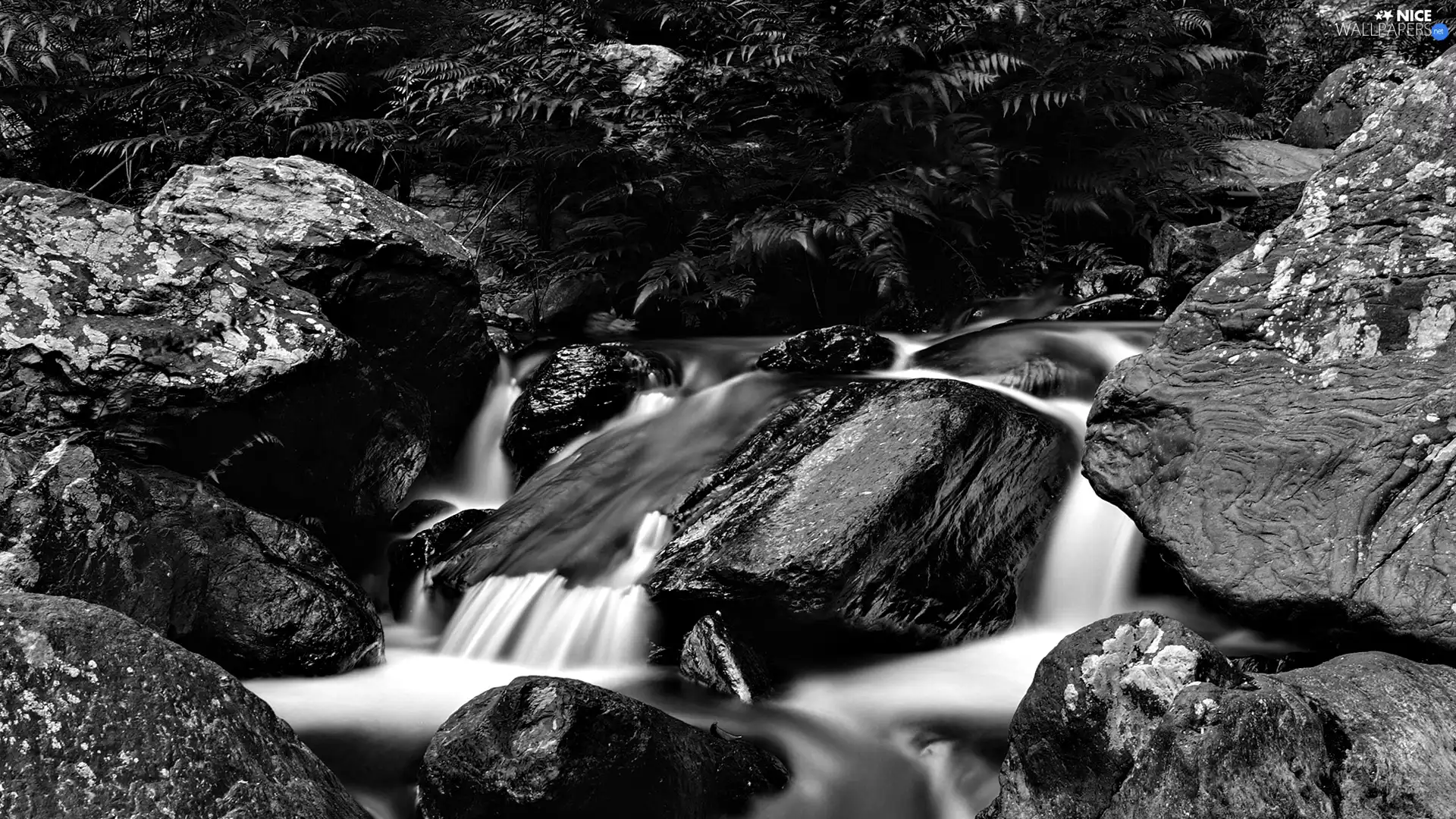 fern, stream, Stones