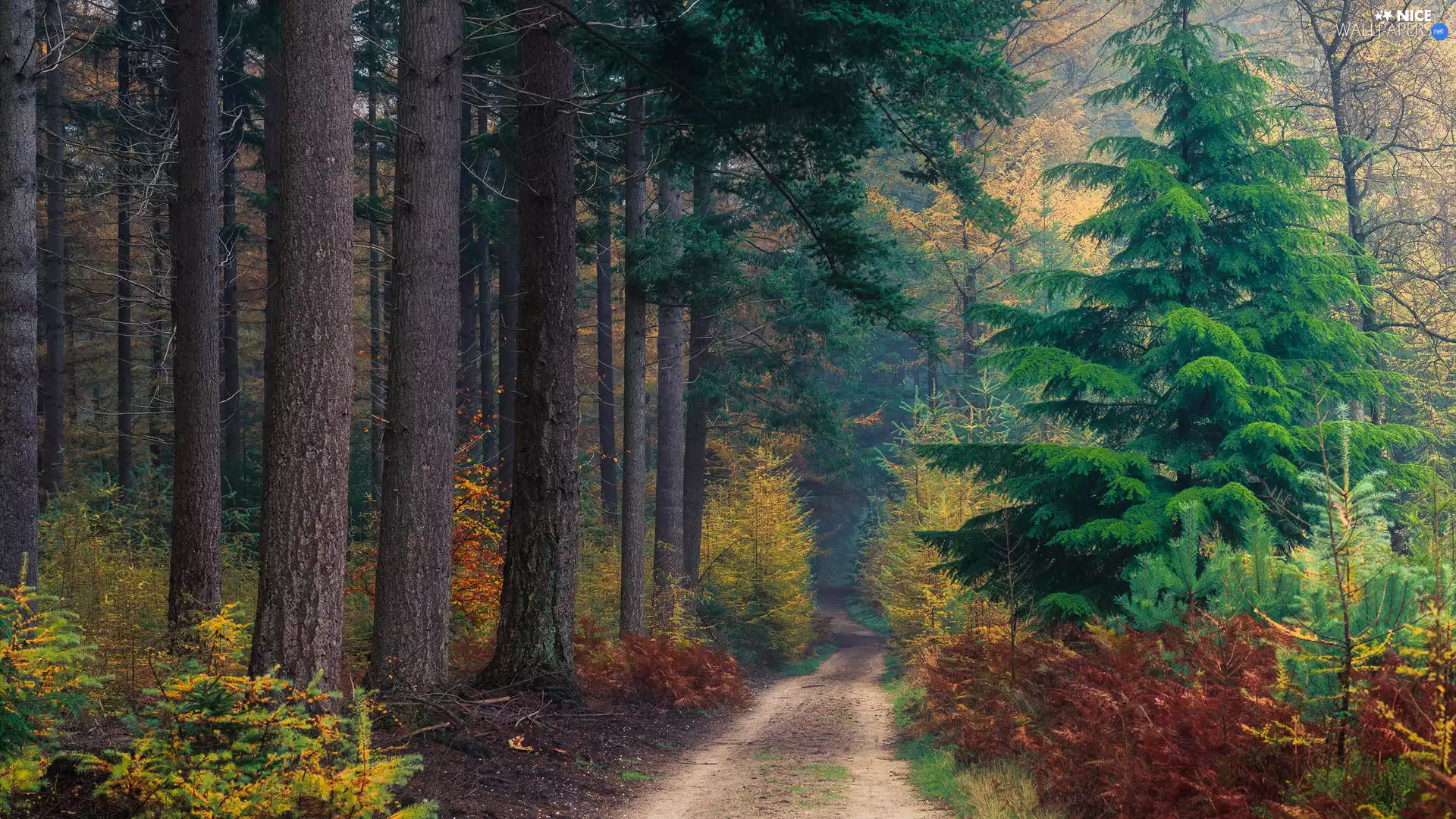Way, autumn, trees, fern, forest, high, viewes