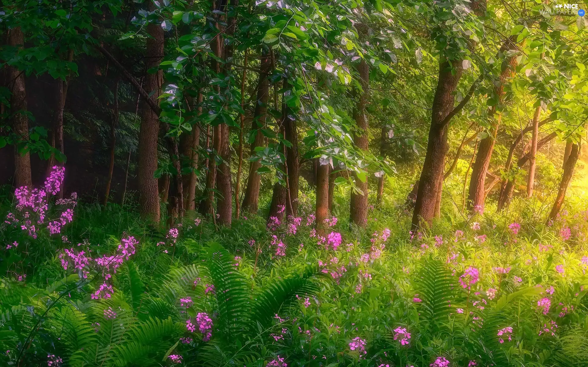 viewes, Park, Flowers, fern, Pink, trees