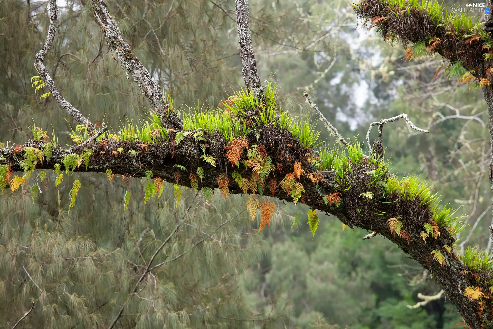 branch, Wooded, grass, fern, Plants, trees