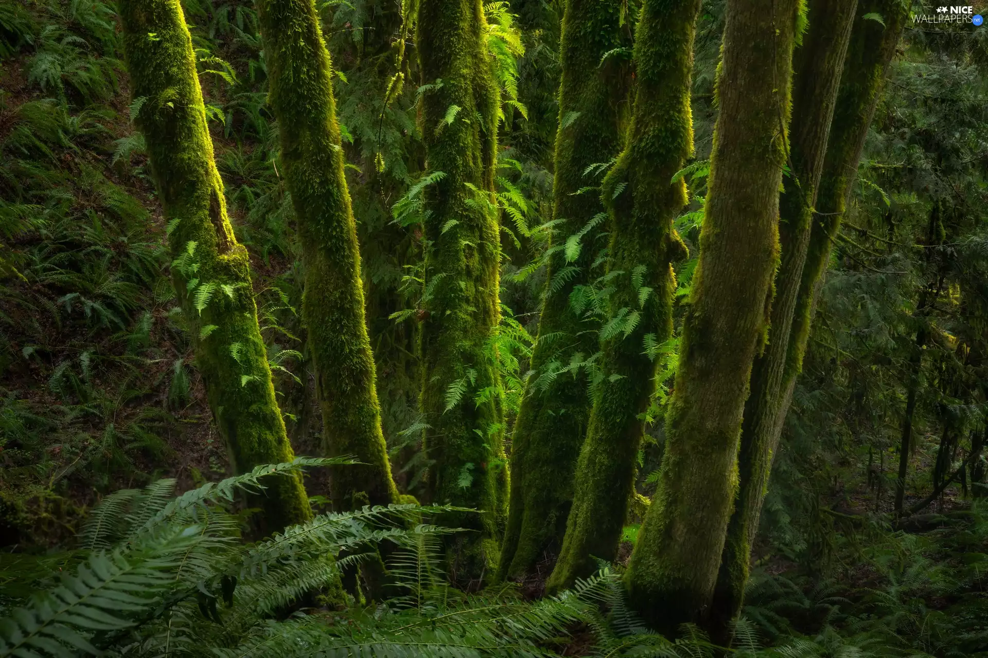 viewes, forest, Stems, fern, mossy, trees