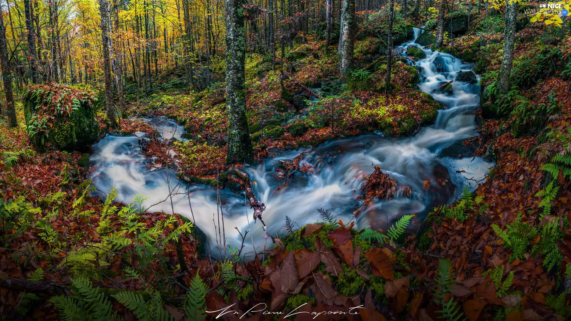 viewes, forest, stream, fern, River, trees