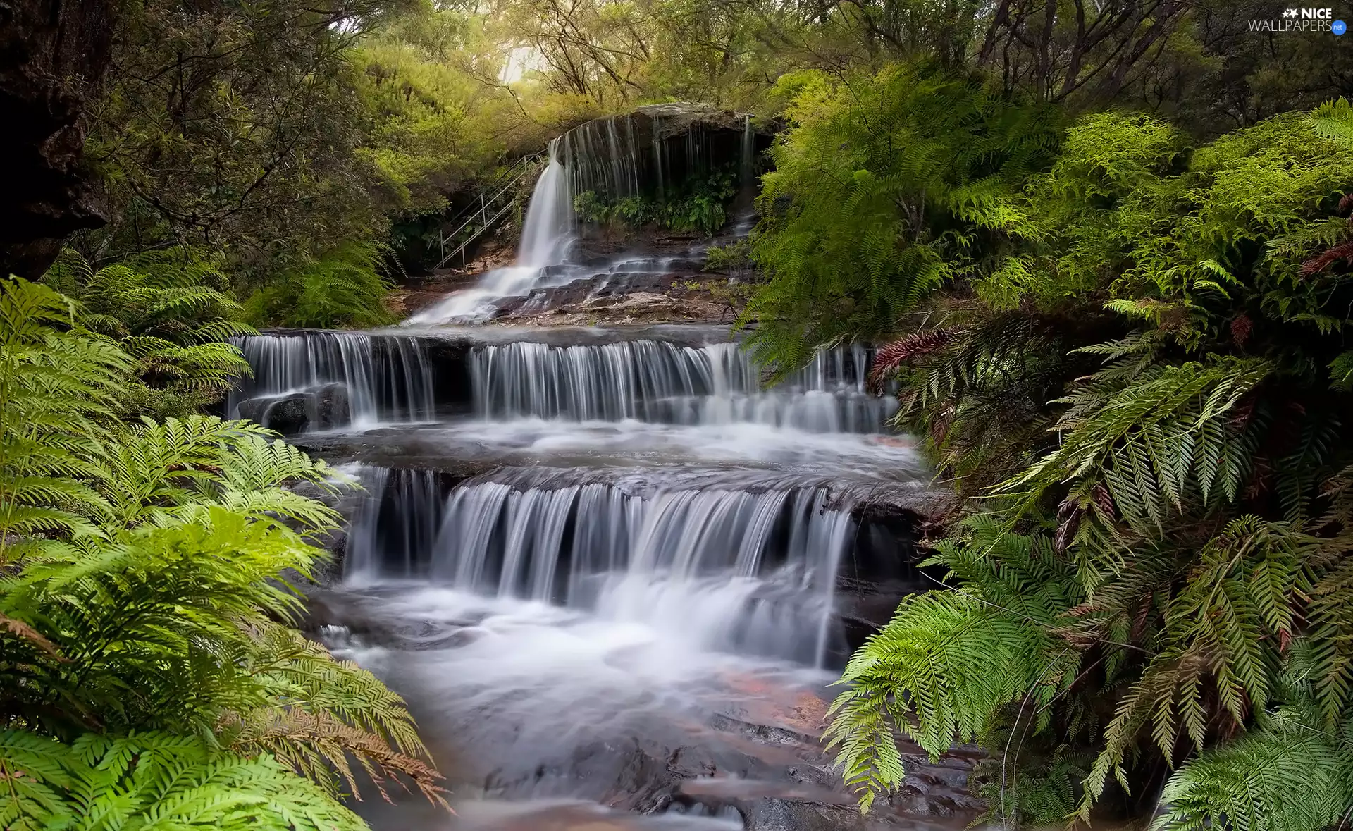 forest, Stairs, viewes, Plants, trees, cascade, waterfall, Fern
