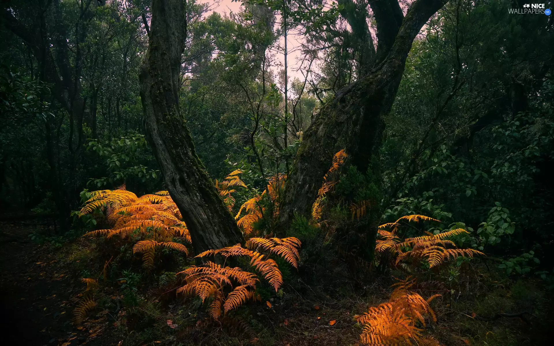 Yellowed, fern, viewes, forest, trees