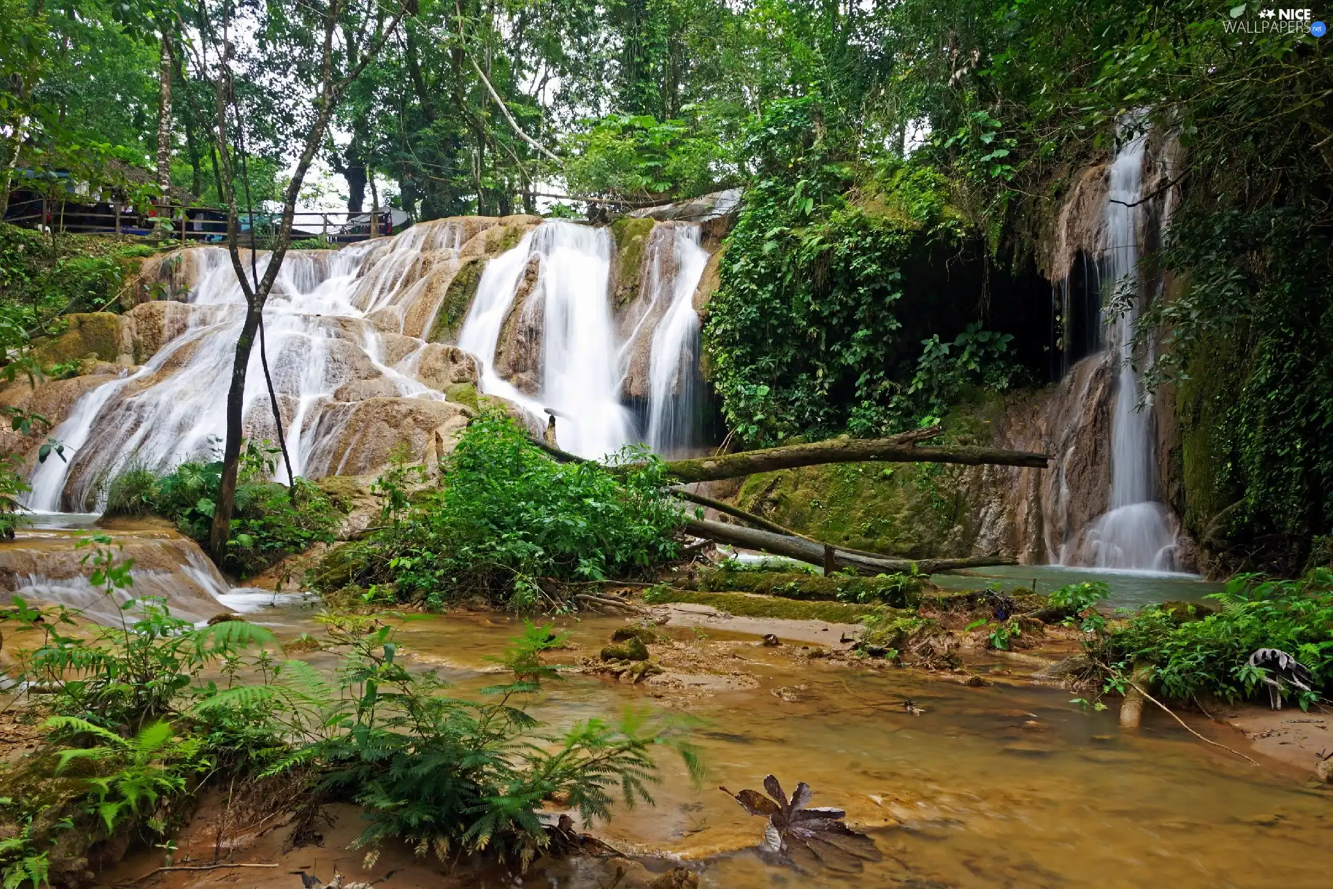 fern, forest, waterfall