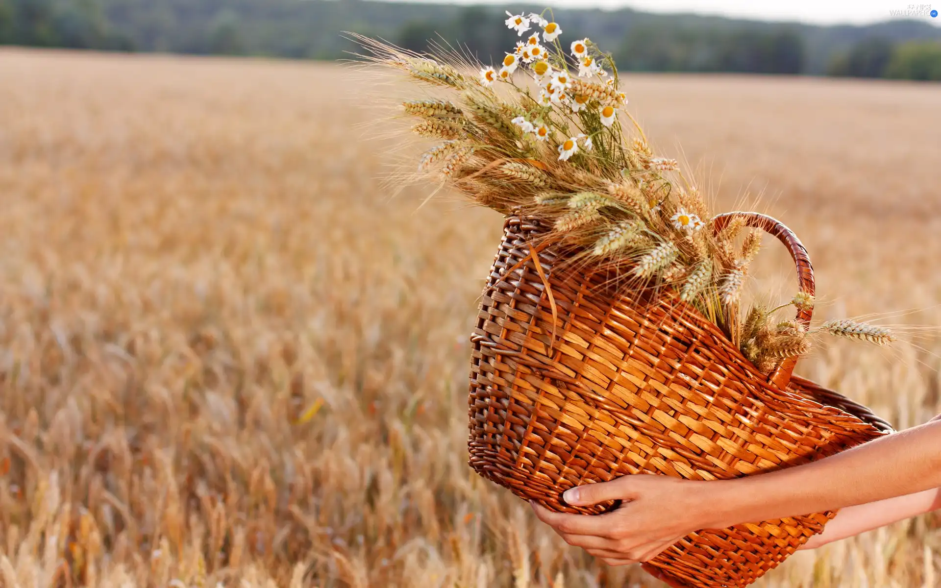 chamomile, basket, Field, corn