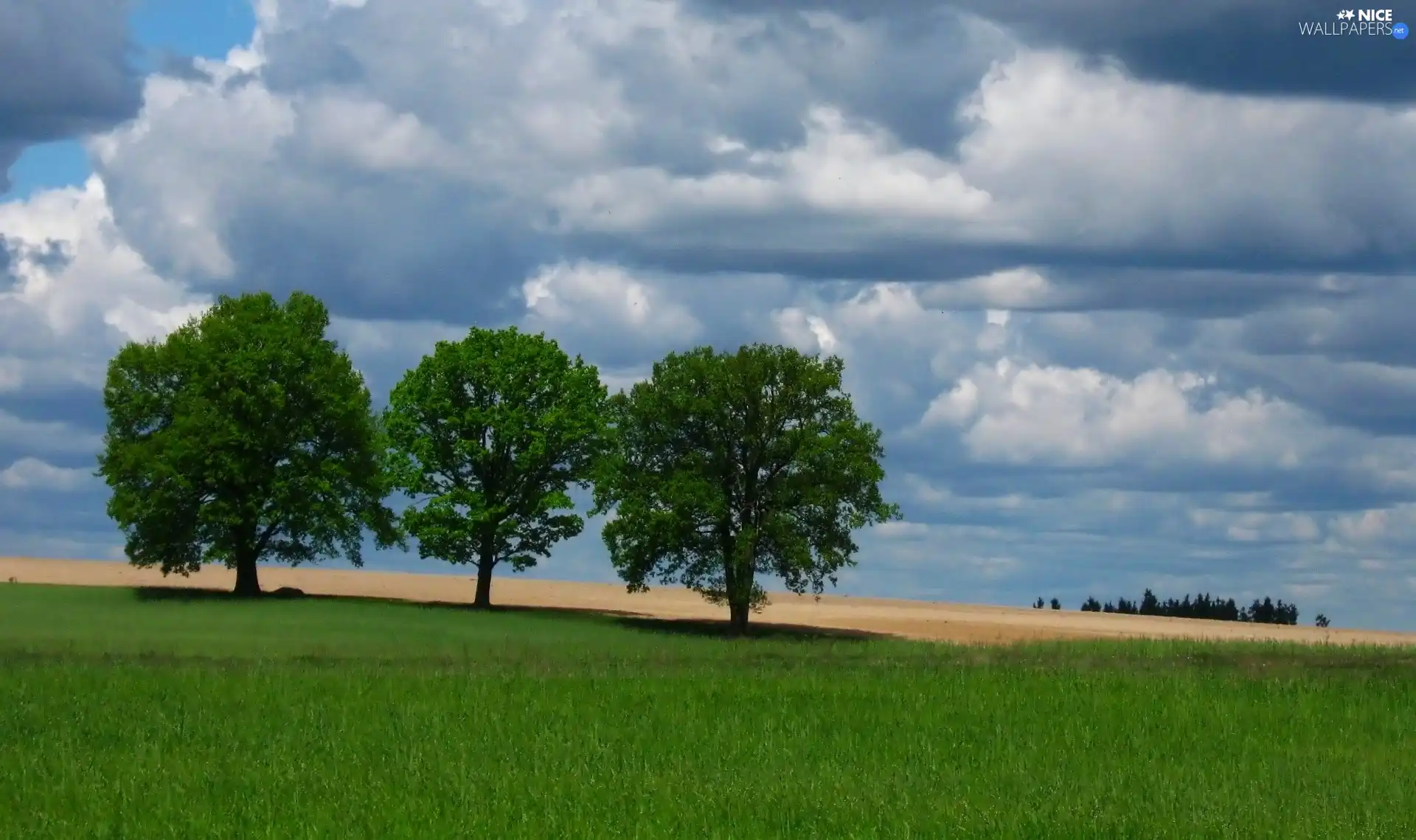 Field, clouds, viewes, Spring, trees