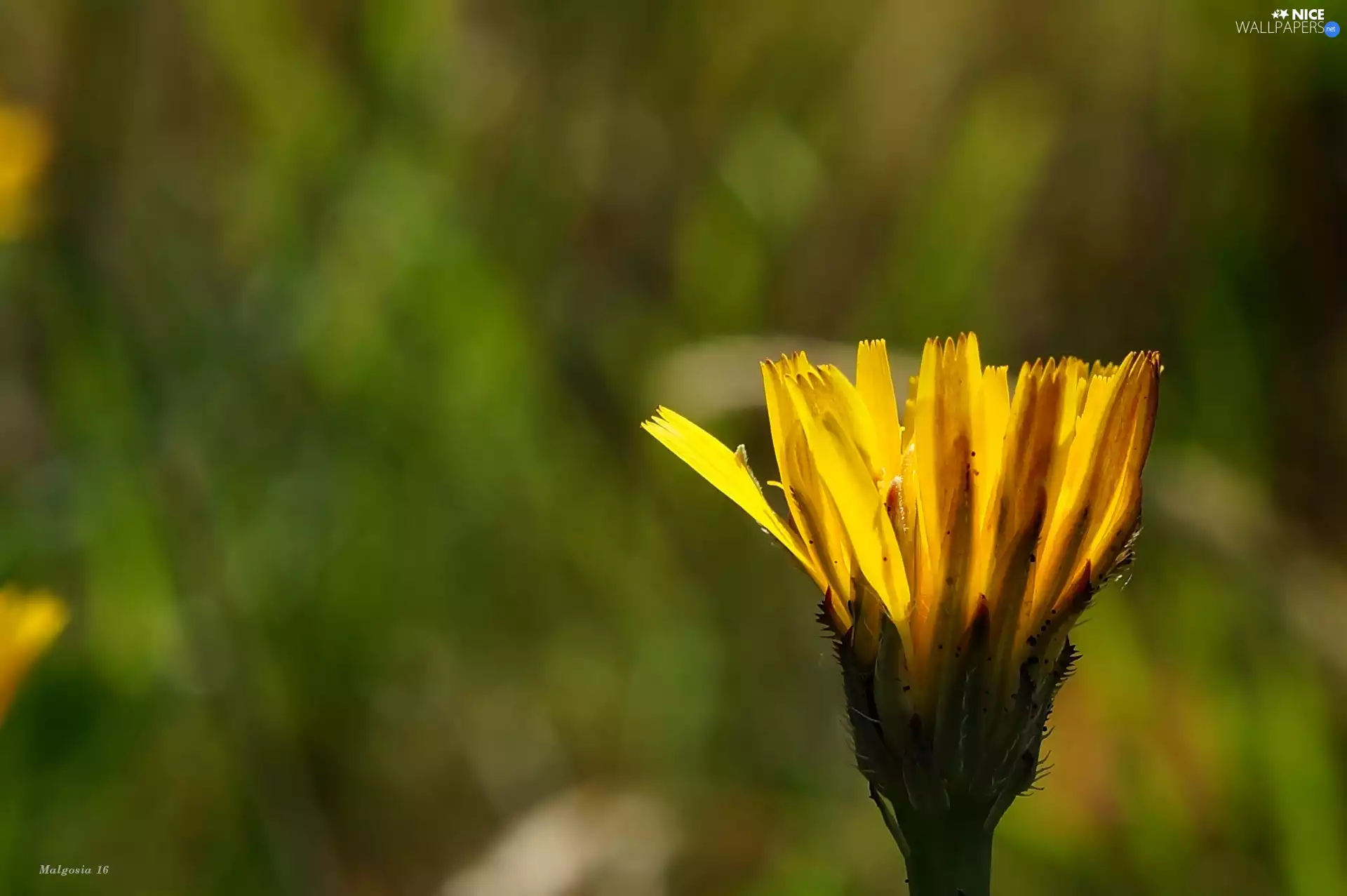 Colourfull Flowers, Yellow, field