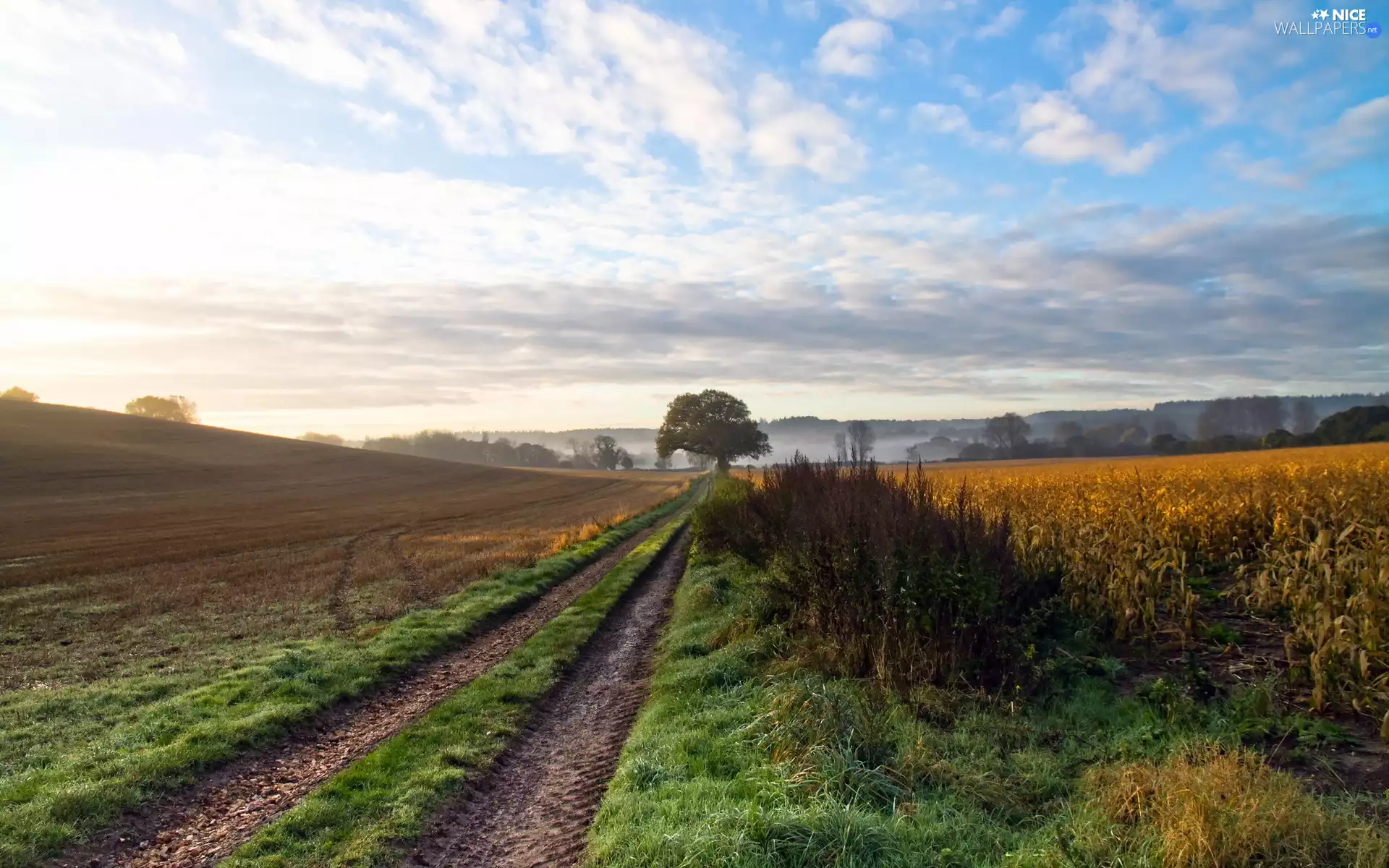 country, Way, trees, field