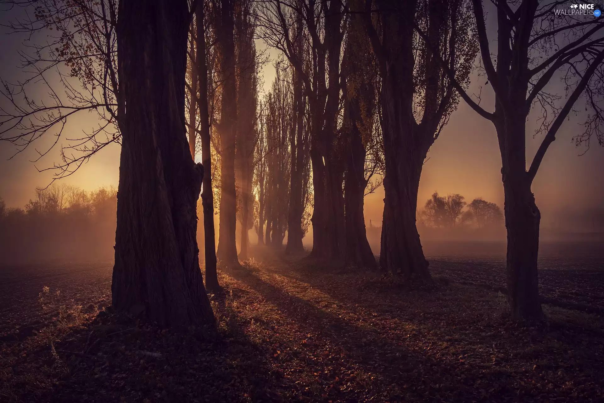 viewes, autumn, Fog, field, Great Sunsets, trees