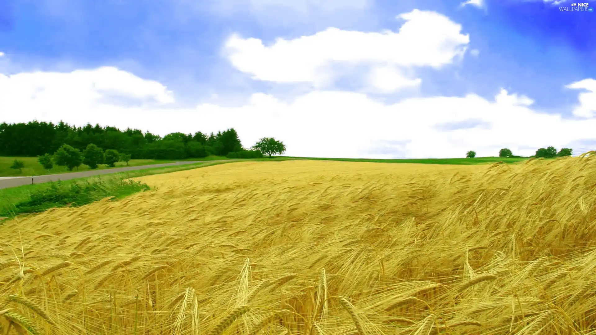 Golden, cereals, Field, Lany