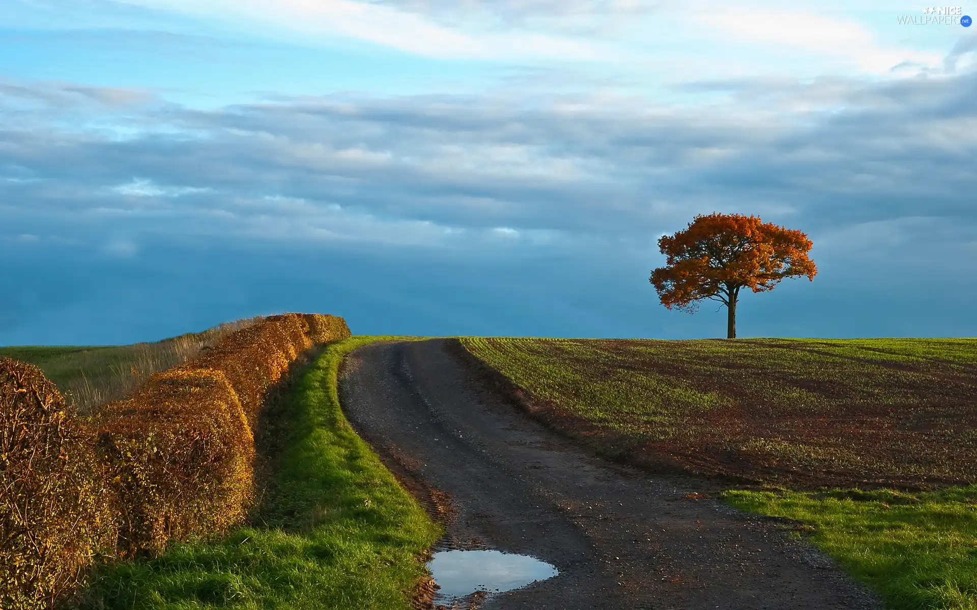 Field, hedge, Way, trees, Field