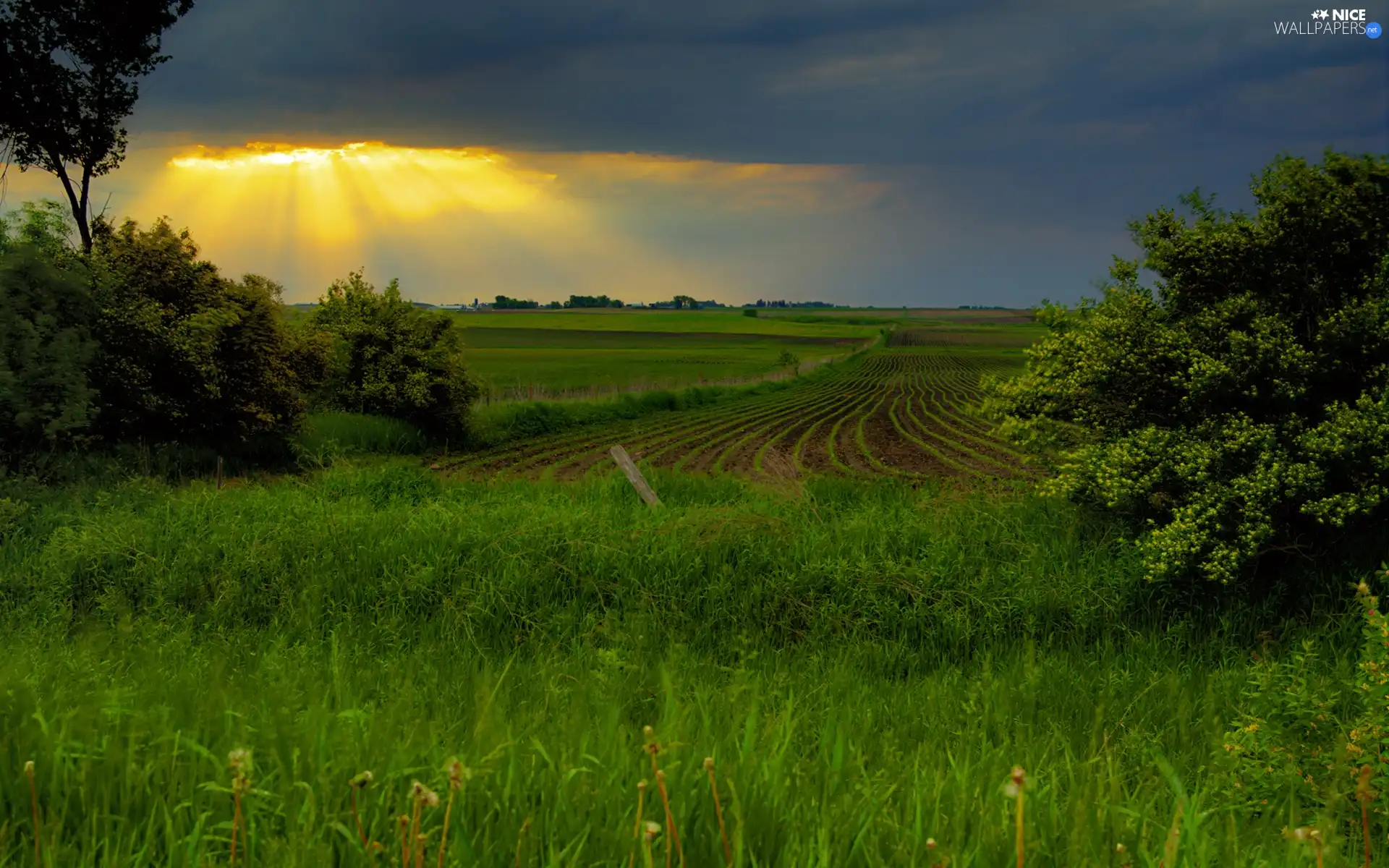 rays, green, Field, sun