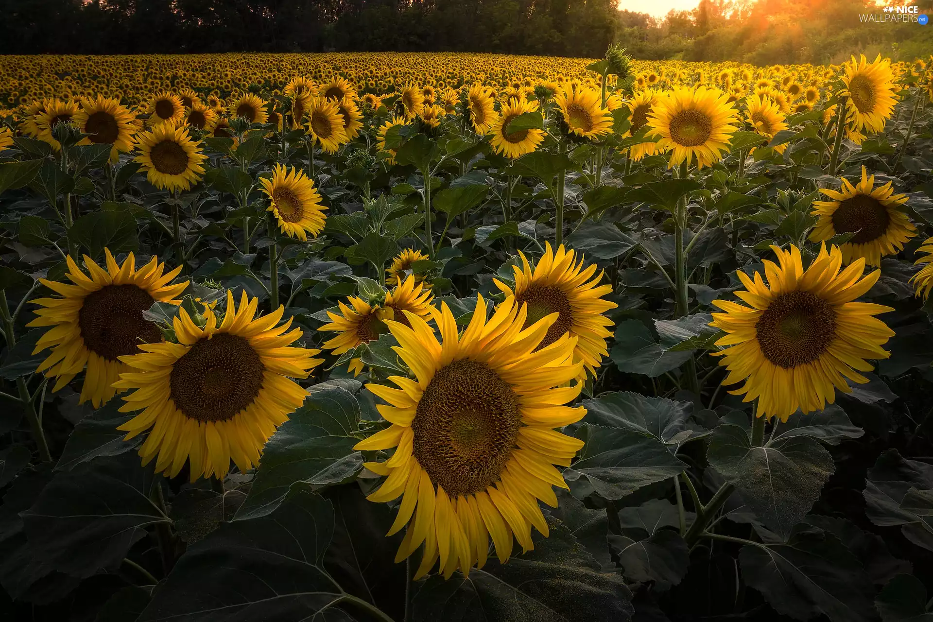 sunflowers, Nice sunflowers, Field