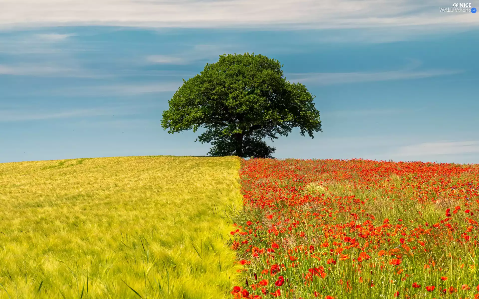 trees, papavers, corn, Field