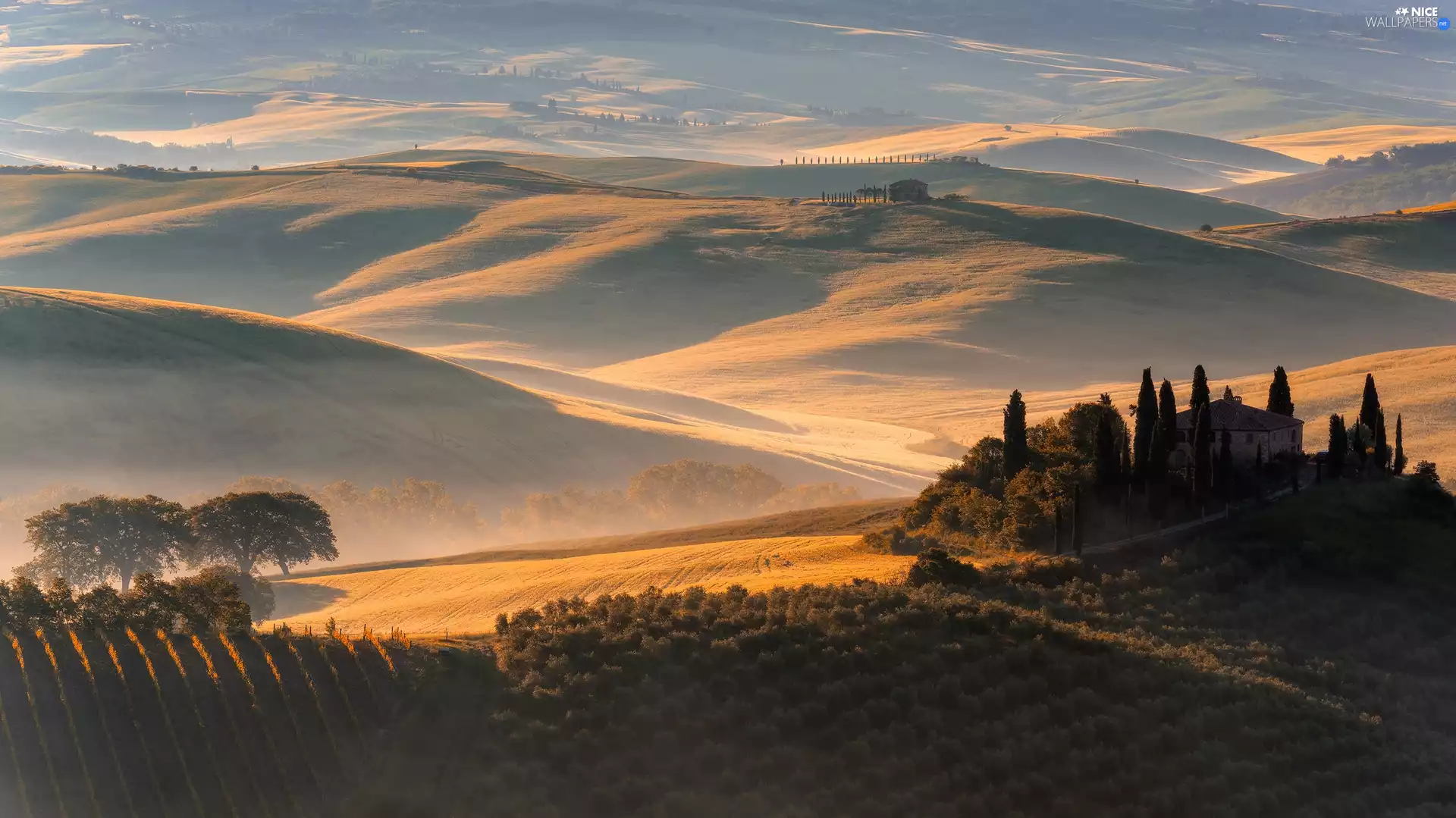 field, The Hills, Fog, trees, cypresses, Tuscany, Italy, viewes