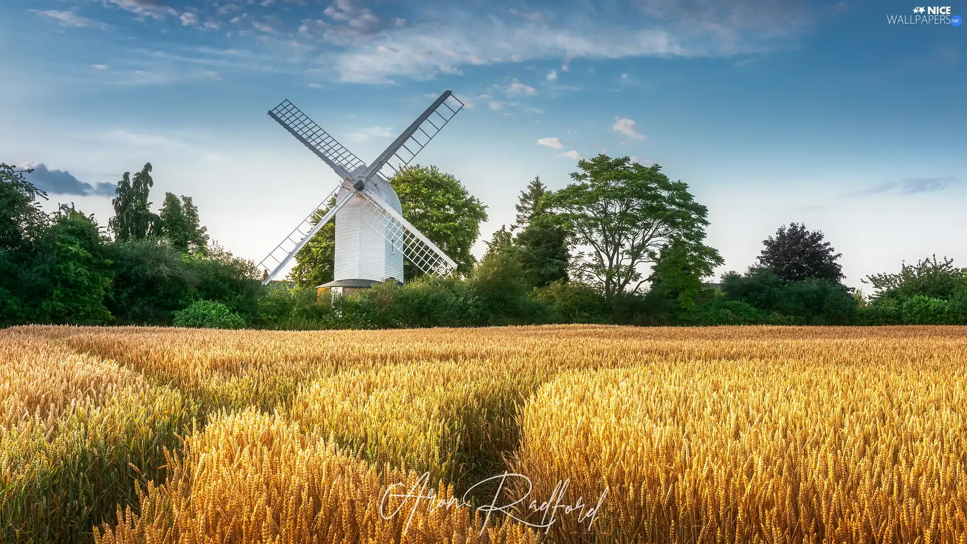 corn, Windmill, viewes, Field, White, trees, summer