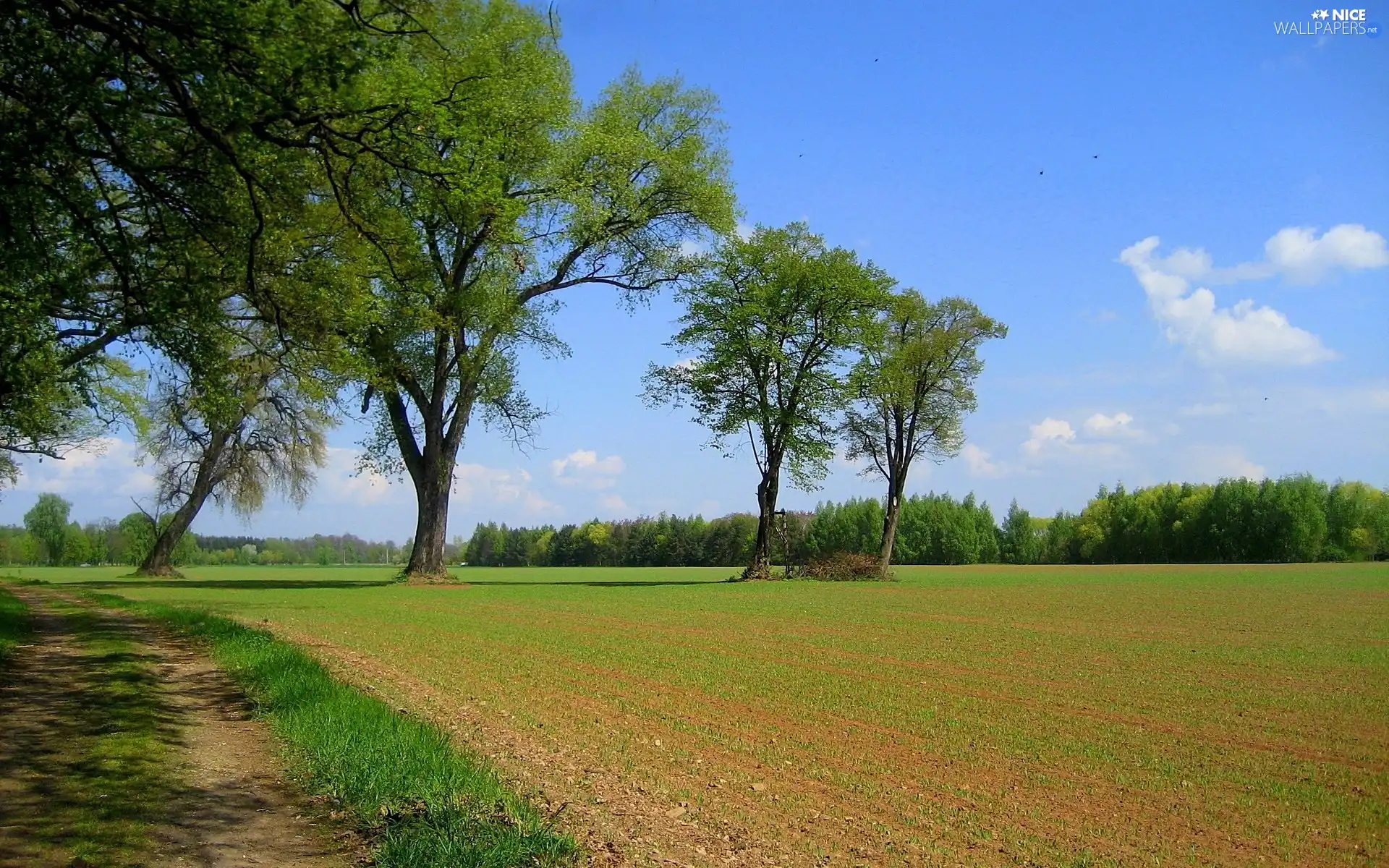 Field, Way, trees, viewes, Field