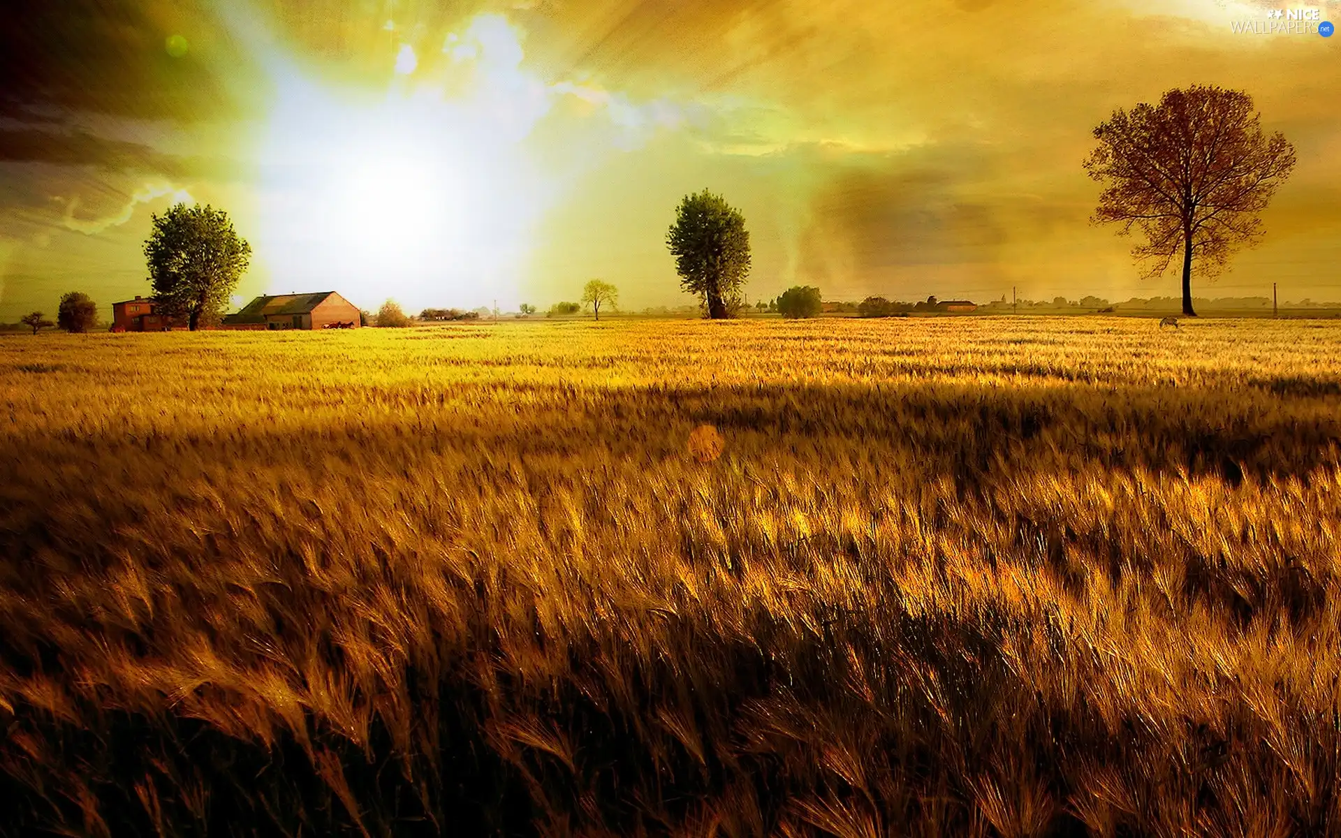 west, clouds, field, sun