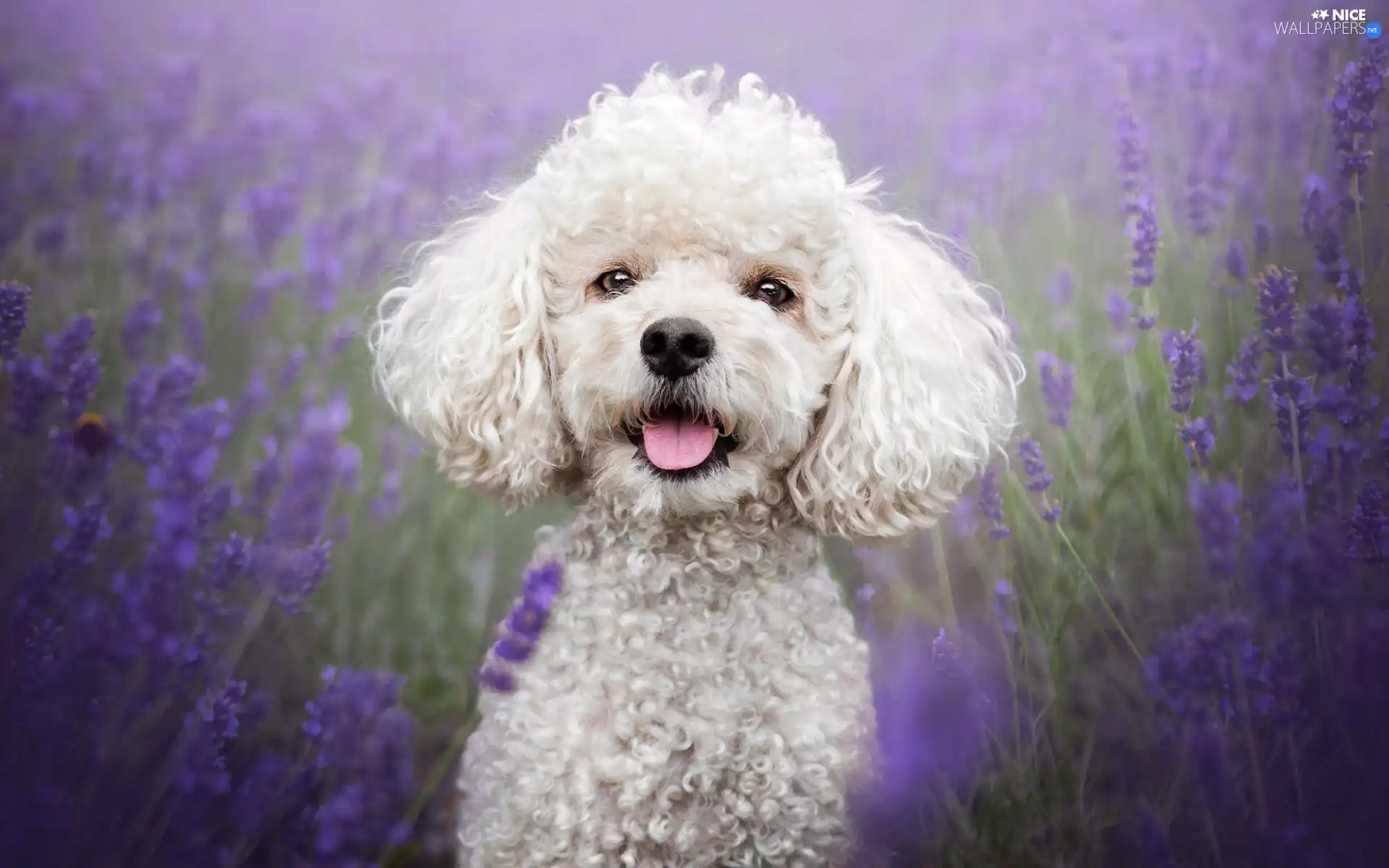 lavender, Field, White, poodle, dog