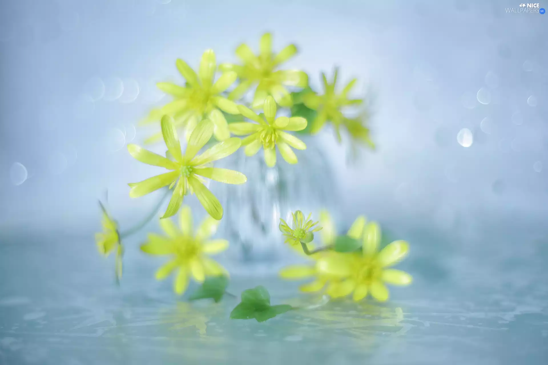 Yellow, fig buttercup, rapprochement, Flowers