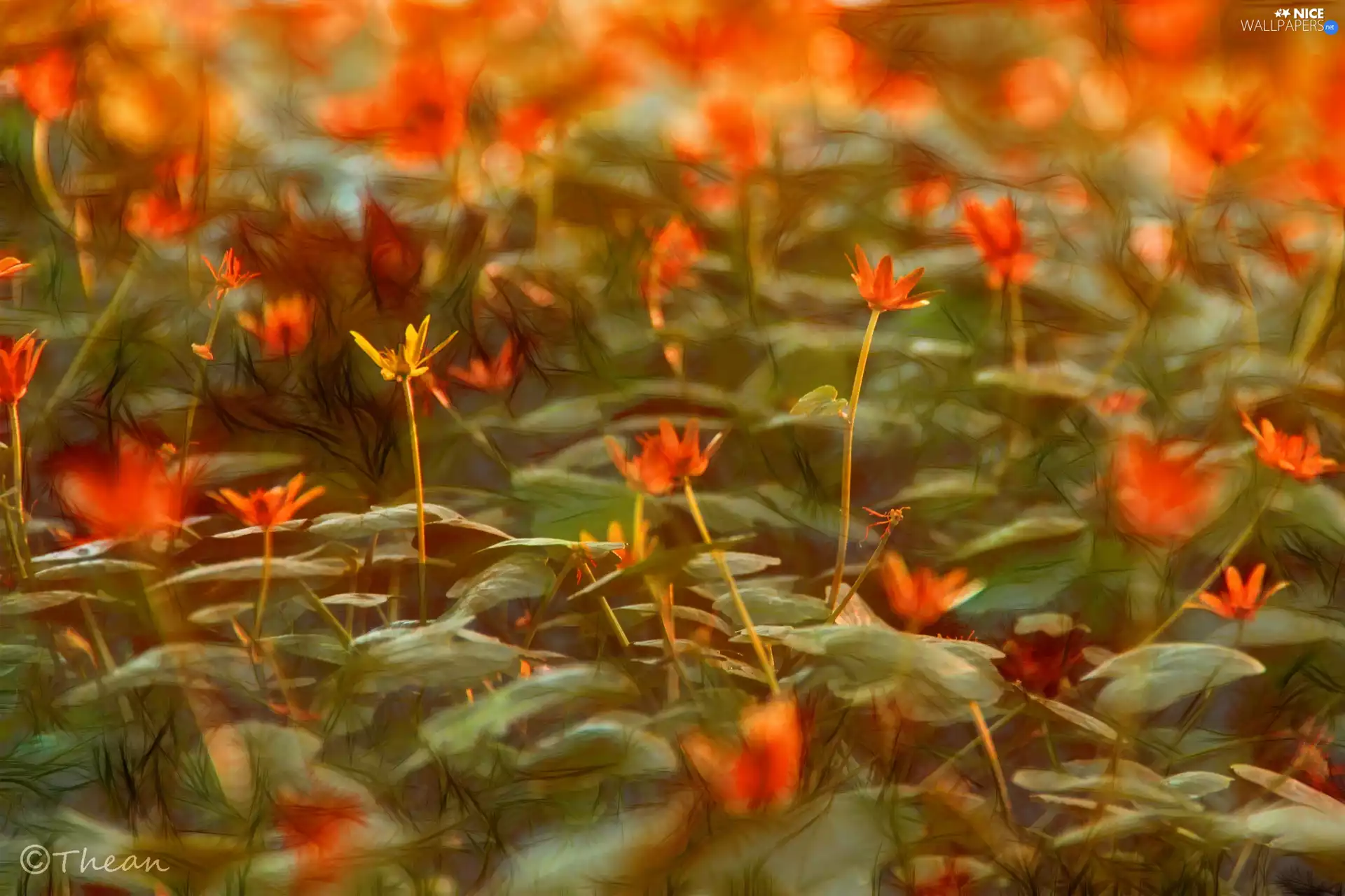 fig buttercup, Fractalius