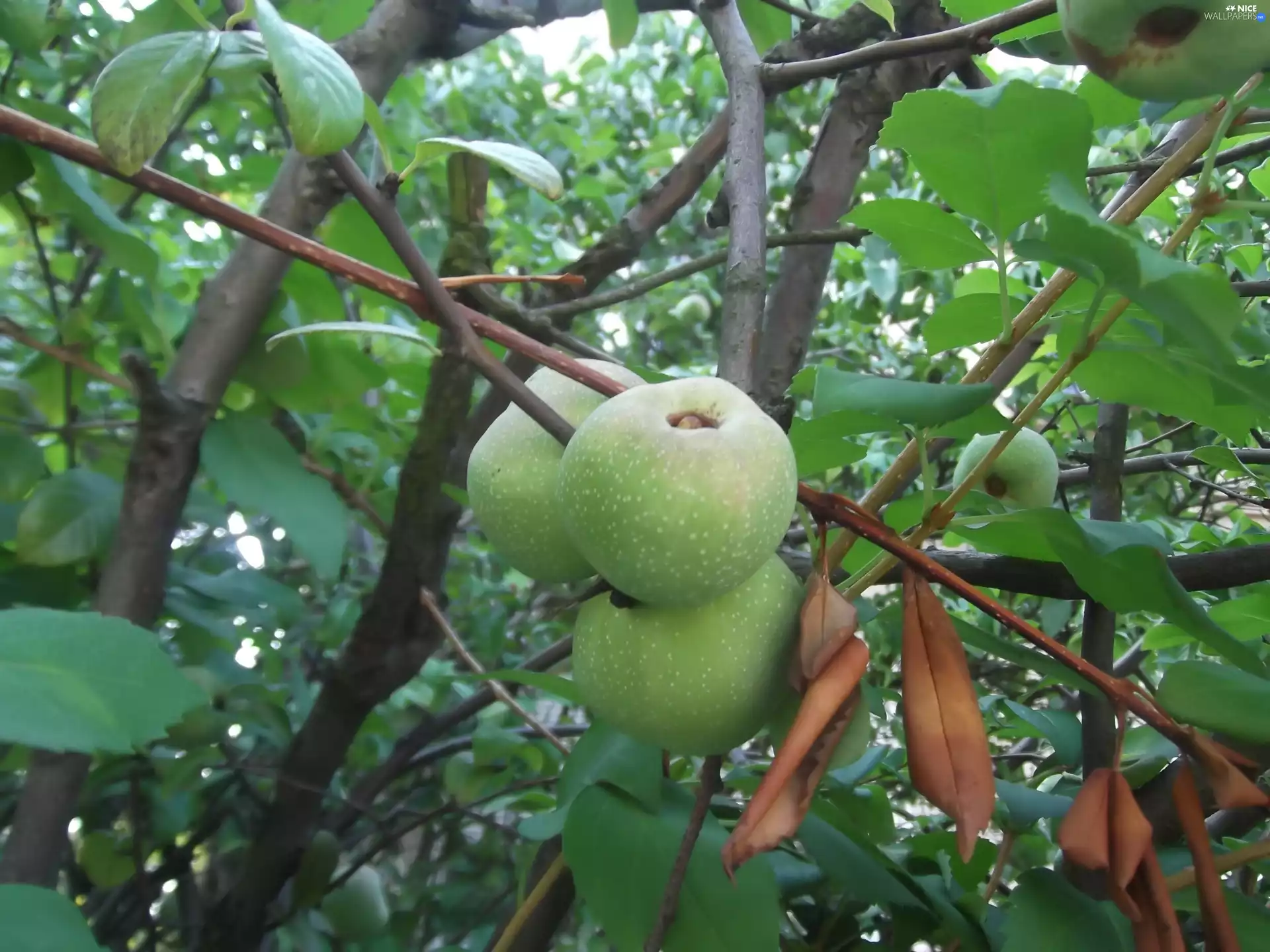 maturing, Bush, green, figs