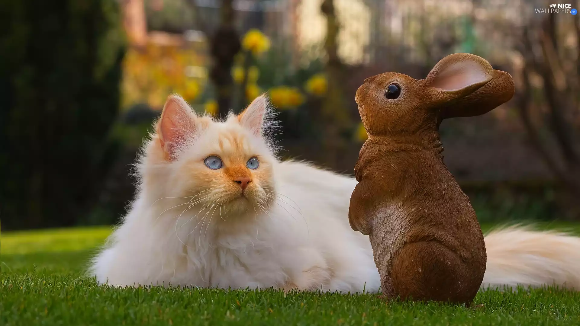Blue Eyed, lying, figure, rabbit, cat, Reddish