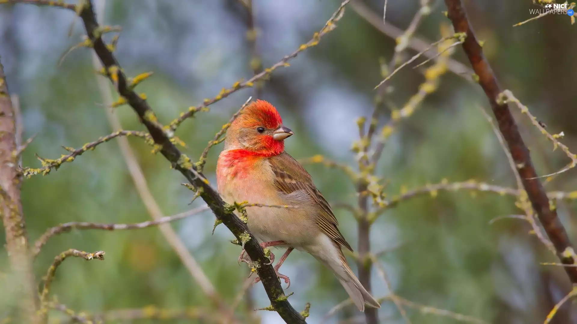 Twigs, Bird, House Finch
