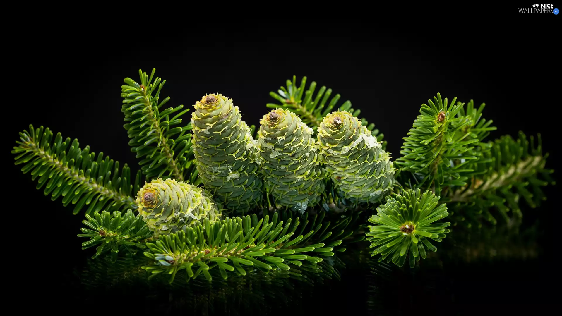 Korean Fir, twig, reflection, cones