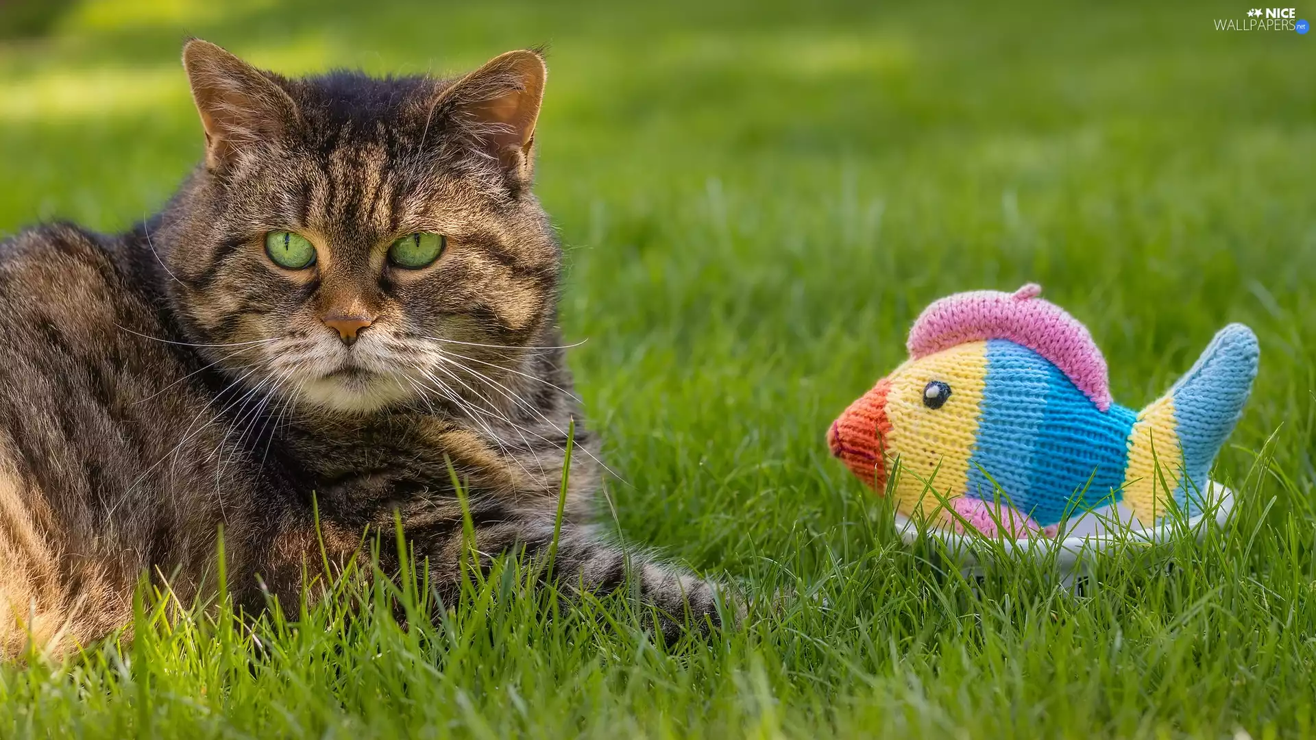 wool, fish, cat, grass, dun