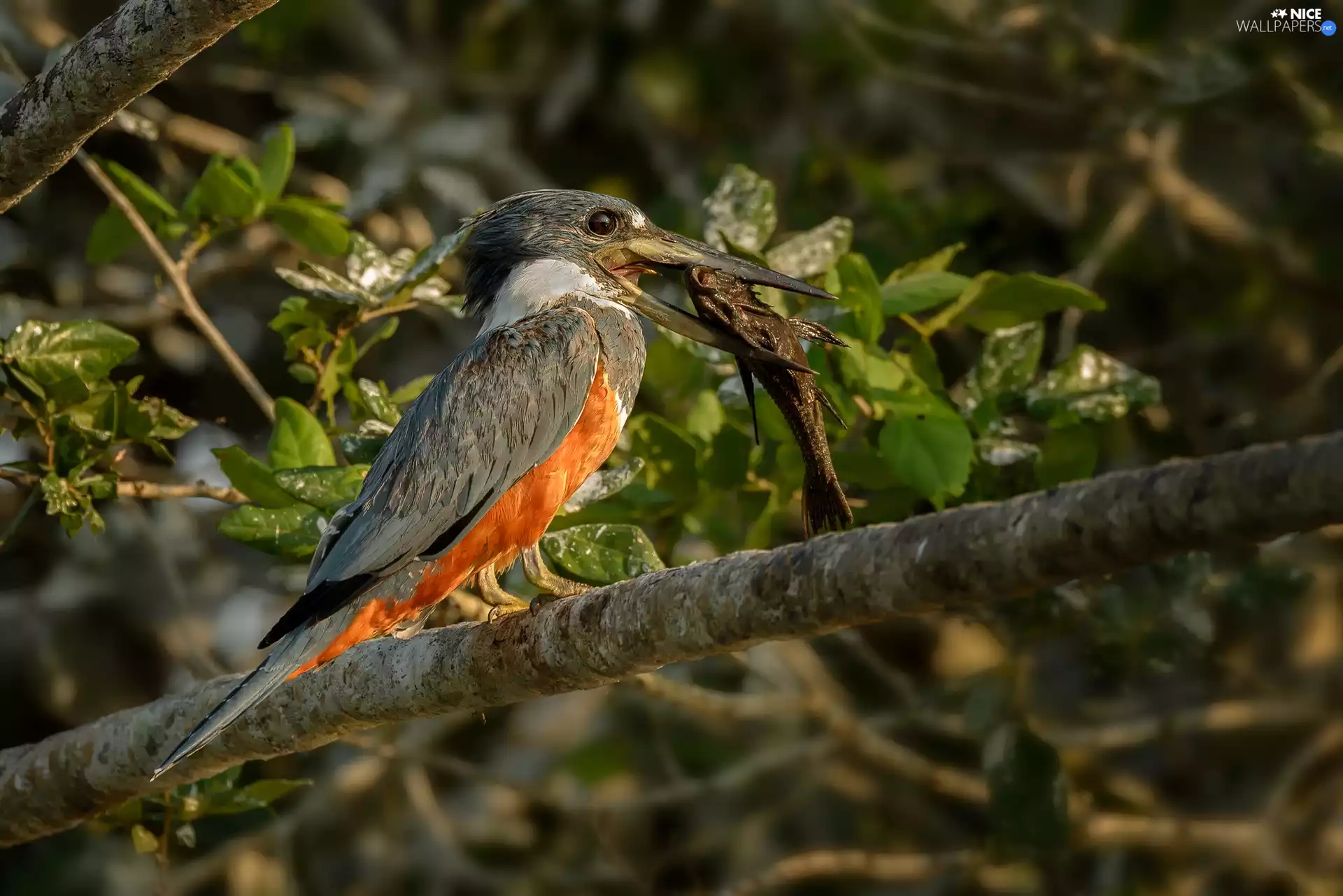 Megaceryle, branch, Leaf, Fish