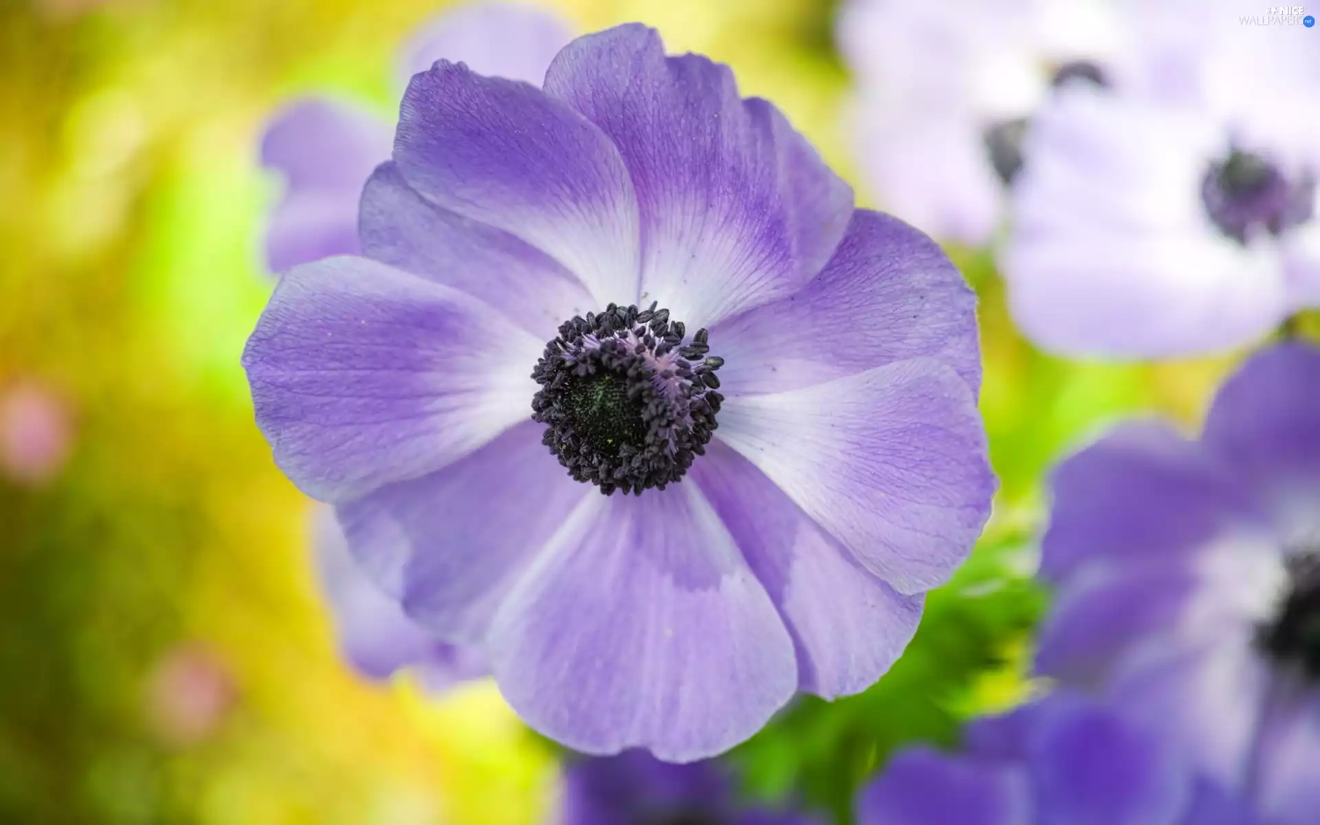 flakes, blue, anemone
