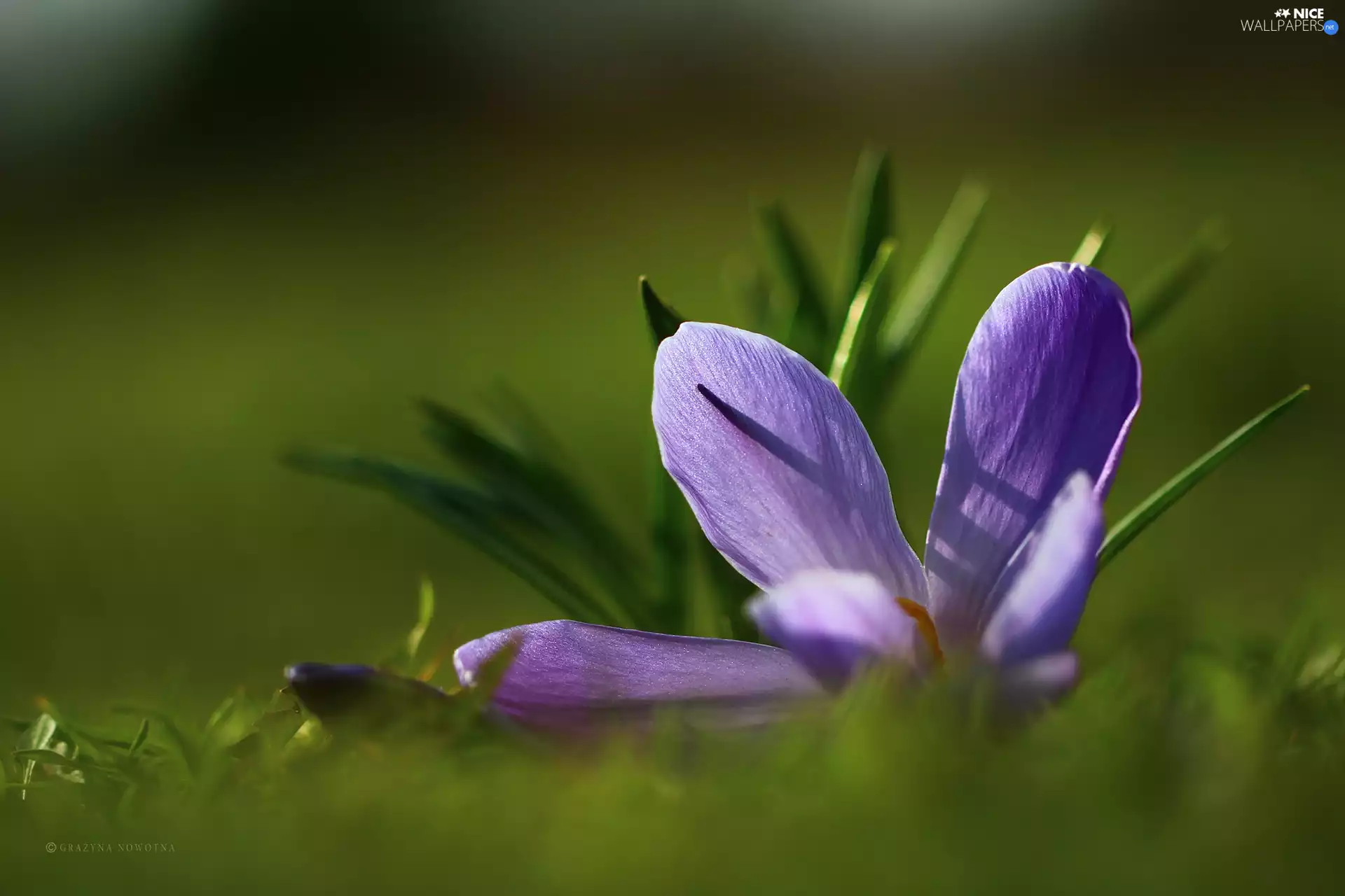 flakes, Violet, crocus
