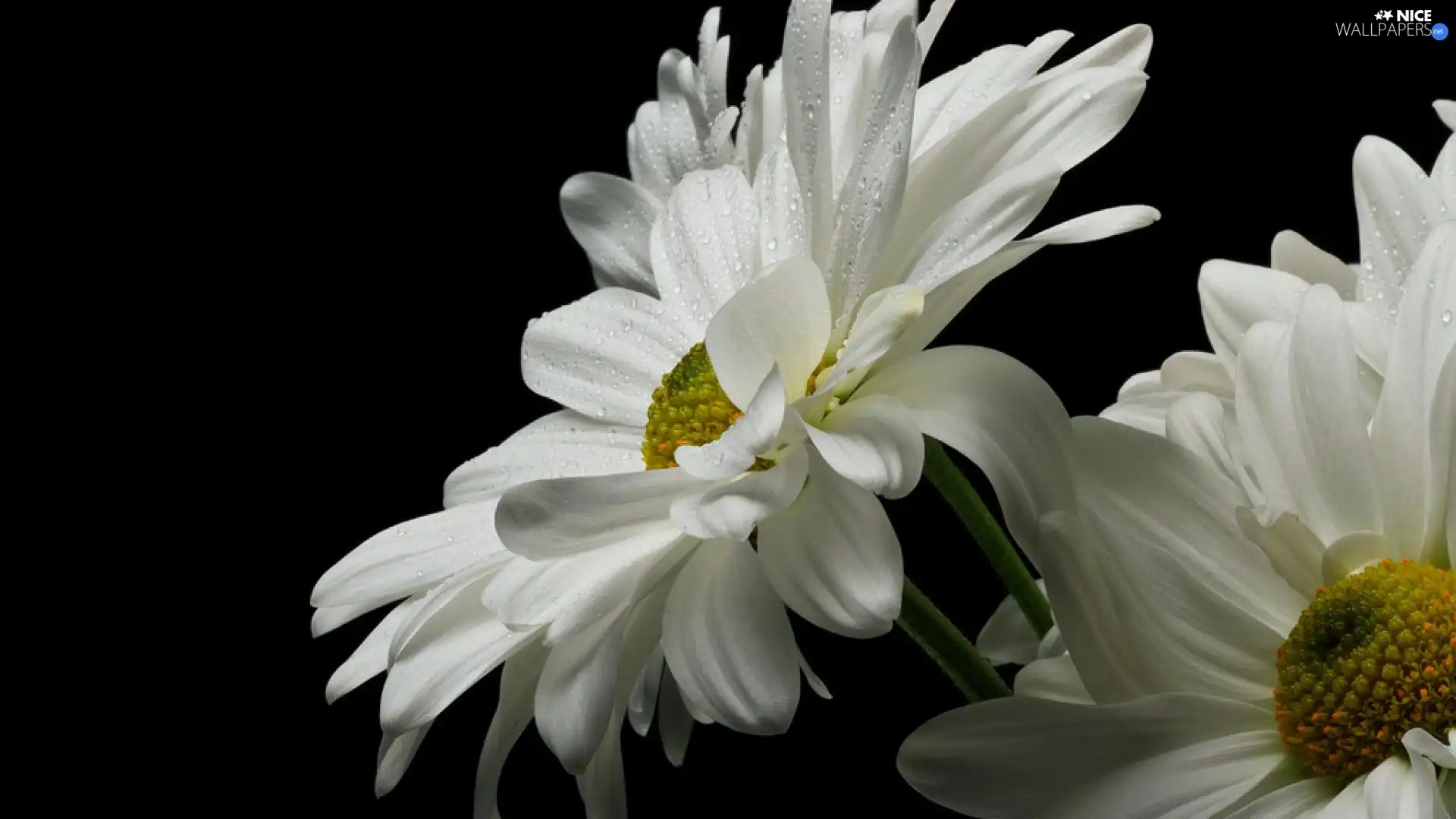 flakes, White, daisy