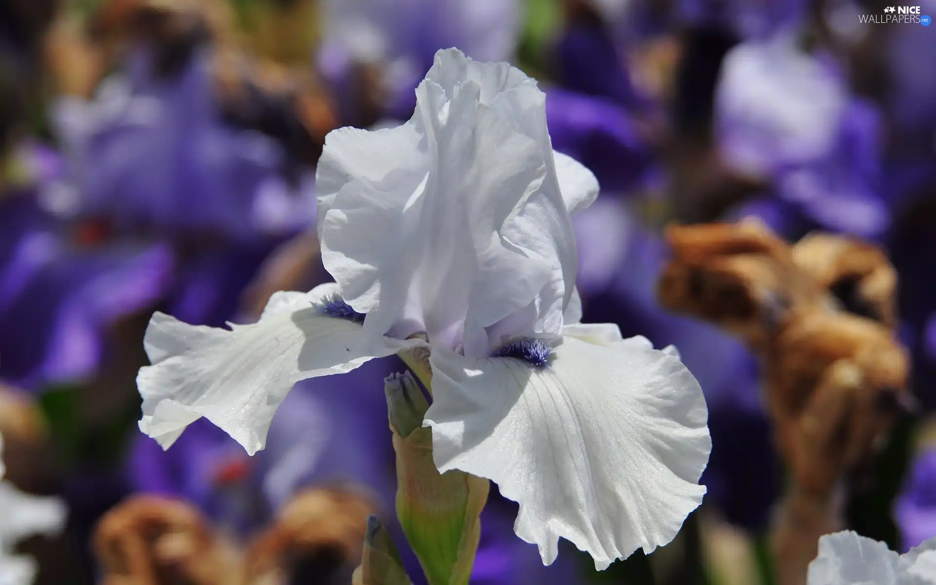 Colourfull Flowers, White, flakes, iris