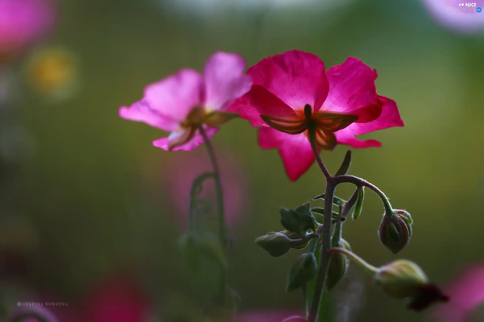 flakes, Pink, Flowers