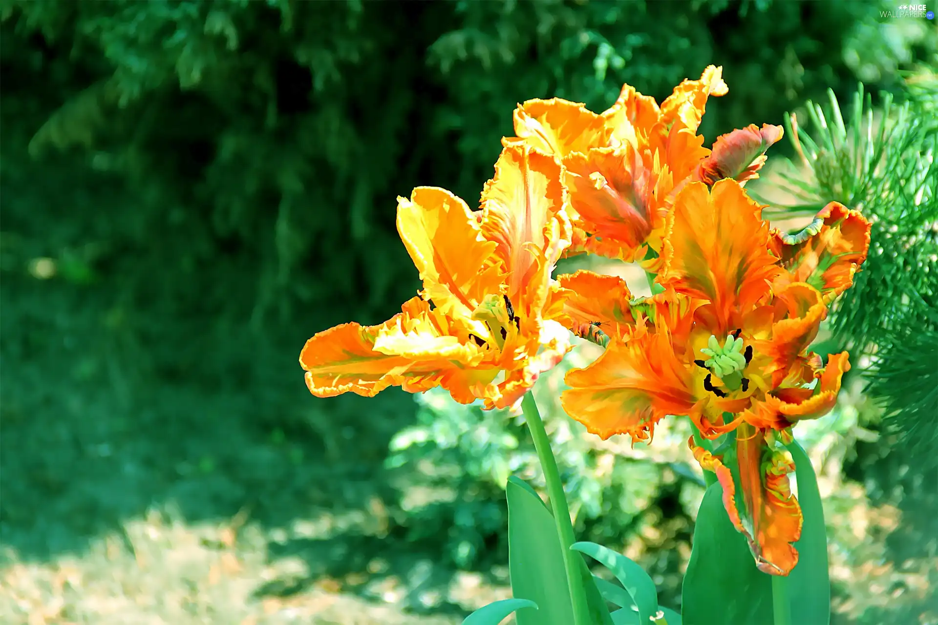 flakes, Tulips, frayed