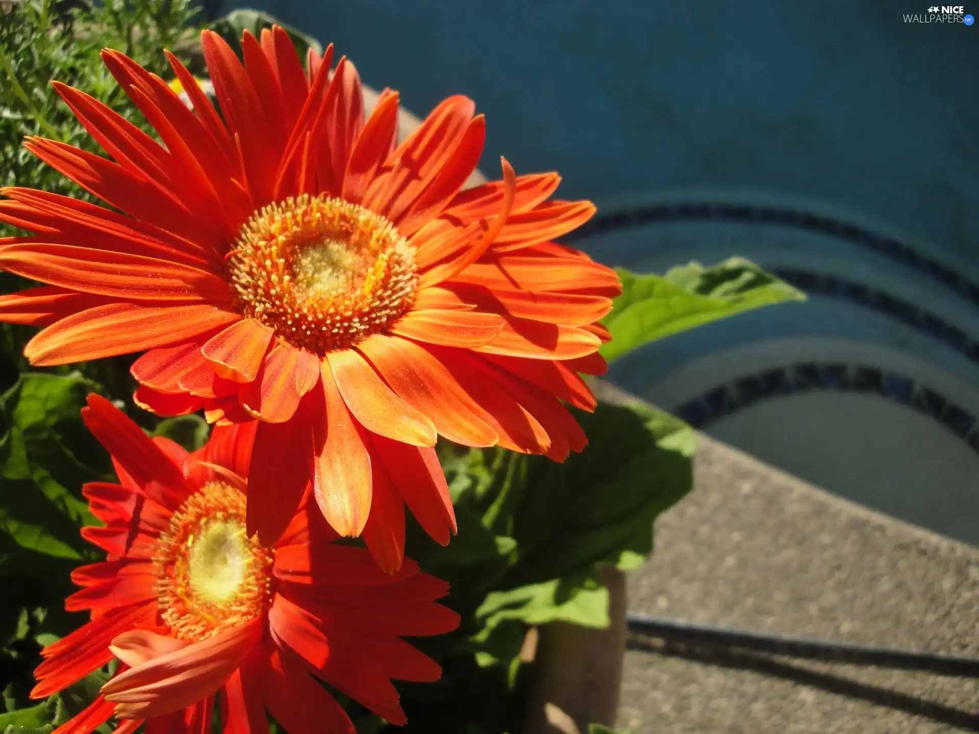 flakes, Orange, gerberas