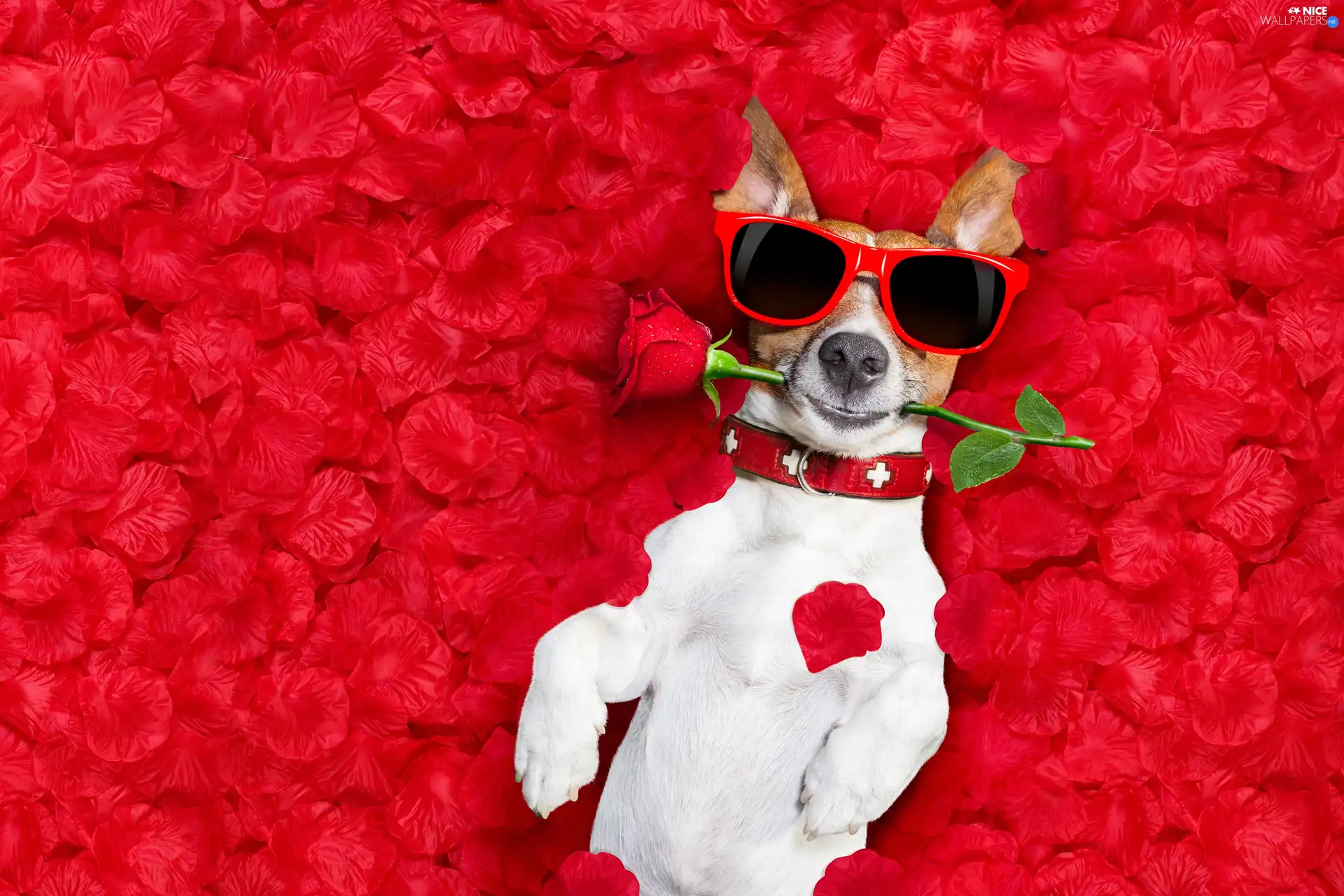 Glasses, Funny, rose, flakes, Jack Russell Terrier