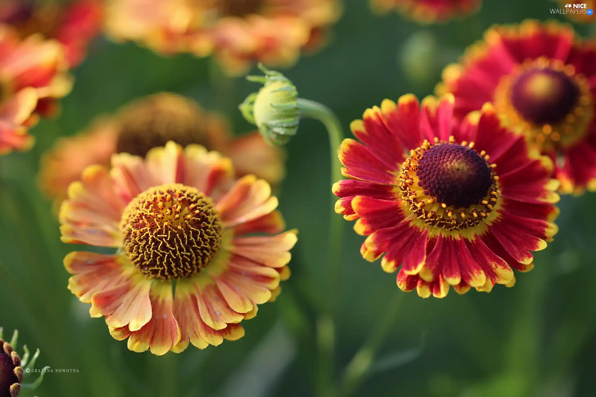 flakes, Helenium, Red, Yellow, Flowers