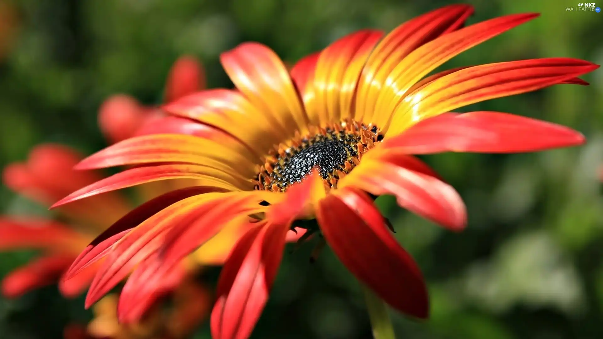 Orange, Gerbera, flakes, Flower