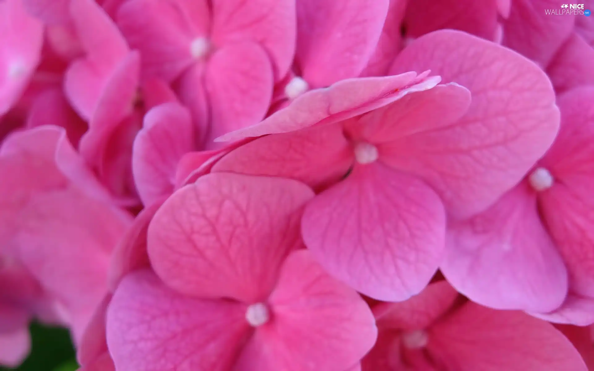 flakes, hydrangea, Pink