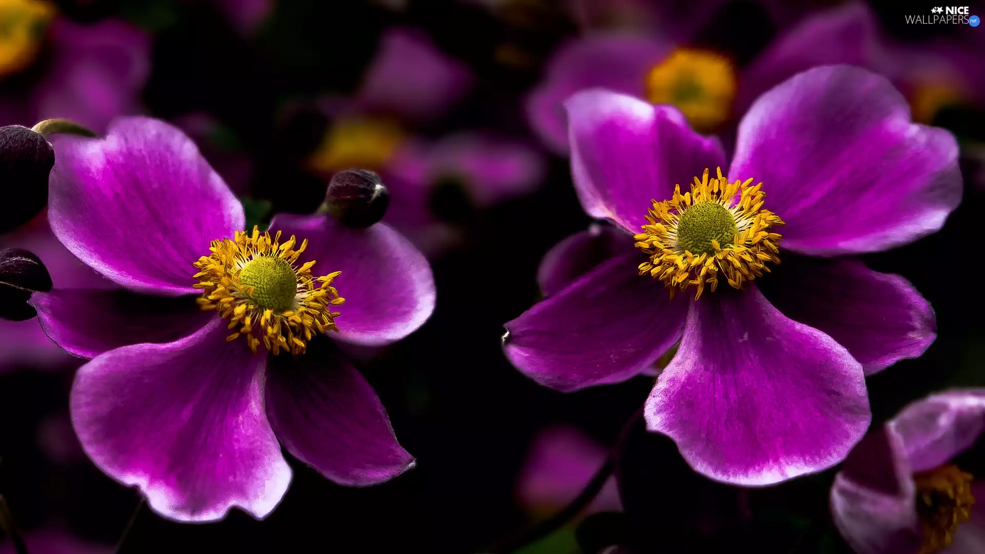 rapprochement, Japanese anemone, flakes